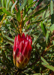 Flowering of the wild Proteaceae is the national symbol of South Africa in its natural environment.