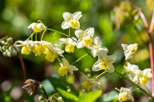 Close up of epimedium x versicolor flowers in bloom
