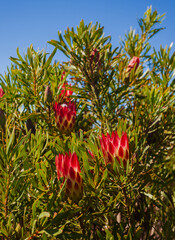 Flowering of the wild shrub Protea repens in the natural environment of the mountainous landscape of southern Africa.