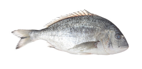 Fresh raw dorado fish isolated on white. Organic seafood