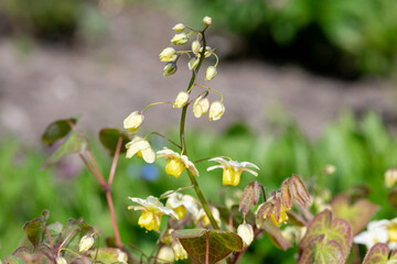 Close up of epimedium x versicolor flowers in bloom