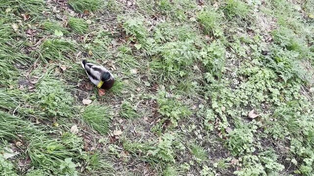 Duck is walking on a grassy field