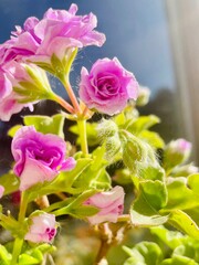 Delicate light purple geranium flower