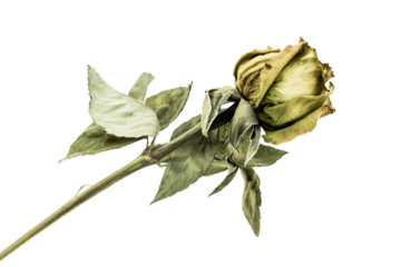 a single rose that is dying on a stem