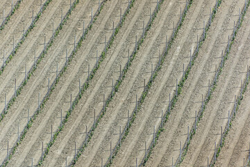 filari in geometria