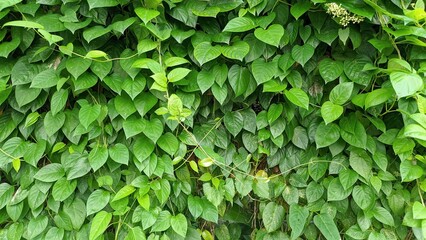 A lush green wall covered in dense foliage, creating a vibrant, natural backdrop.