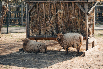 Two Sheep Resting Under a Rustic Wooden Hay Feeder on eco Farm