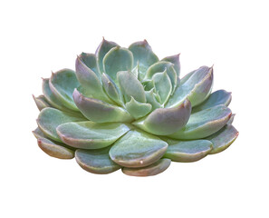 Pink and Green Echeveria Succulent plant close up isolated on transparent background with clipping...