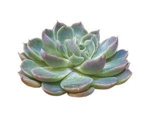 Pink and Green Echeveria Succulent plant close up isolated on transparent background with clipping path. Beautiful green purple Succulent Echeveria Lola with pale gray-blue leaves.
