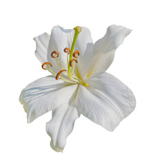 White Lily flower isolated on a transparent background with clipping path. Floral design element for cards, invitations, posters.