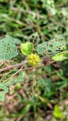 Urena lobata weed close-up with leaves damaged by insects. The plant features a spiky fruit and is set against a backdrop of green foliage.