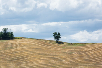 panorama con albero