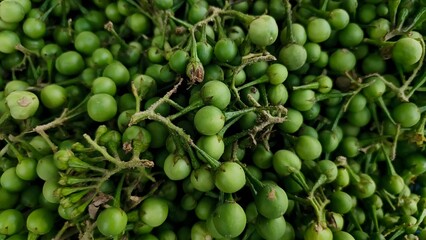 A close-up shot of many small, round, green turkey berries still attached to their stems.
