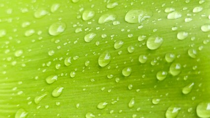A vibrant green bird's nest fern leaf glistens with water droplets, highlighting its fresh, textured surface.