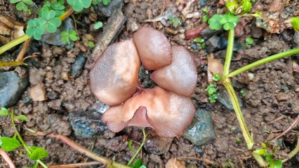 A cluster of cup fungi nestled among soil, pebbles, and greenery. The fungi exhibit a translucent, pinkish-brown hue.