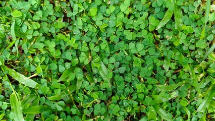 A dense patch of green clover and grass fills the frame, creating a lush, natural ground cover. The plant type includes clover and grass.