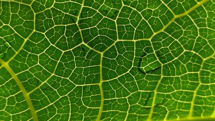 Close-up of a vibrant green papaya leaf showcasing its intricate network of veins, creating a detailed, natural pattern.