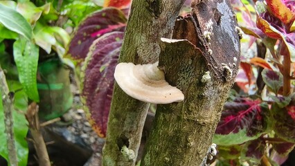A mushroom grows on a tree trunk in a lush, green environment. The scene is a mix of nature's textures and colors.