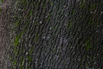 Corteza con musgo 