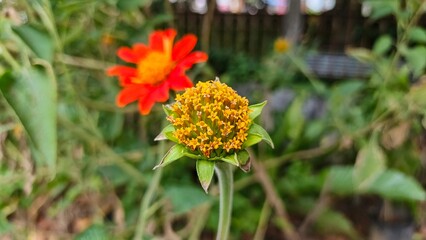A vibrant close-up showcases a yellow zinnia bud and a blurred orange zinnia flower against a lush green backdrop, capturing nature's beauty.