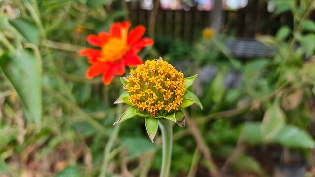 A vibrant close-up showcases a yellow zinnia bud and a blurred orange zinnia flower against a lush green backdrop, capturing nature's beauty. - Powered by Adobe