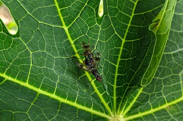 Two fruit flies rest on a vibrant green papaya leaf, its intricate vein pattern highlighted by...