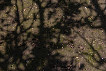 Sombras de árbol 