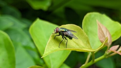 A fly with iridescent wings rests on a vibrant green leaf, surrounded by lush foliage.