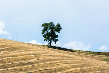 albero