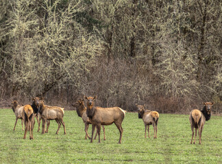 2025 03 03 Elk Herd in Falls City Oregon 004