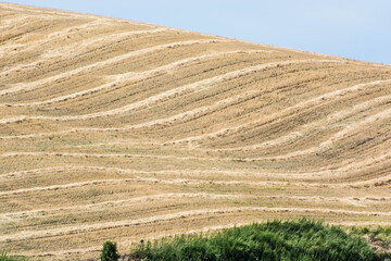 campo di grano 