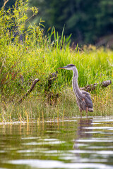 Great Blue Heron (Ardea herodias) wading along the shoreline of the Rainbow Flowage in northen...