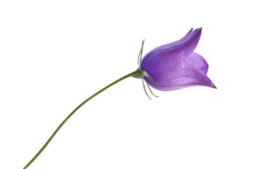 a single purple flower is on a stem