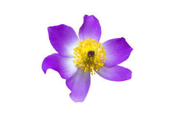 Fototapeta premium a purple flower with a yellow center on a white background
