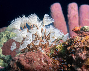 Feather Duster Worm (Bispira brunnea) worms