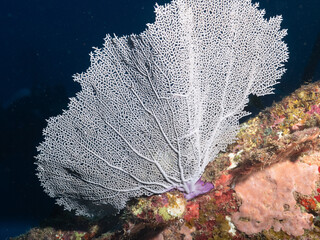 Gorgonian Sea Fan
