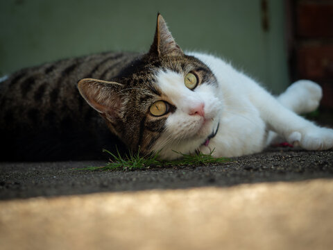 Tabby cat lying in the shade