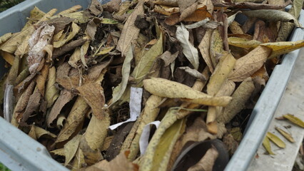 Close Up Autumn Leaves in a Tub Fallen Season Detail