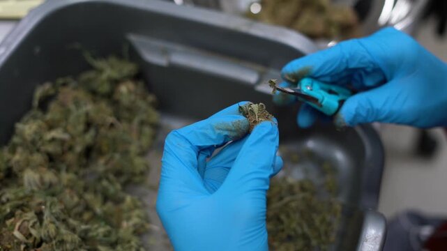 Marijuana plant being pruned and prepared