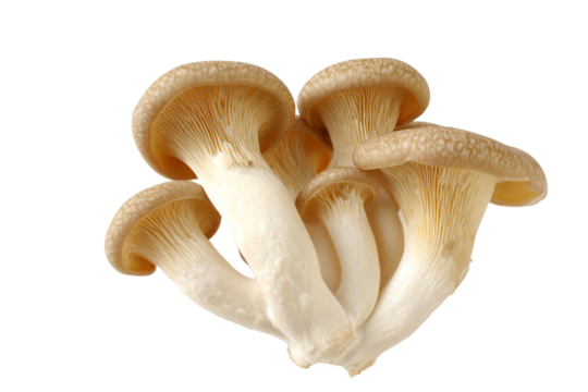 a group of mushrooms on a white surface