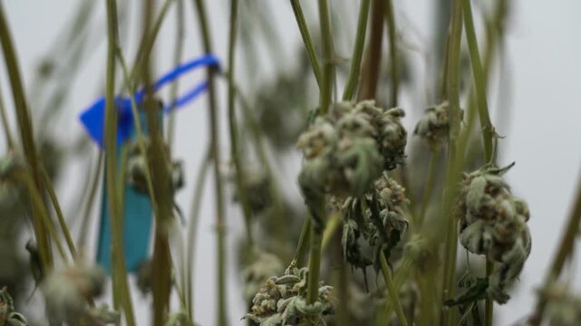 Marijuana plants being hung up to dry