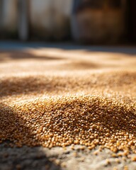 Drying millet seeds in golden sunlight high resolution picture