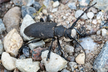 Large Black Longhorn Beetle (Cerambyx Cerdo) Crawling Over Stones – Wildlife and Biodiversity Concept