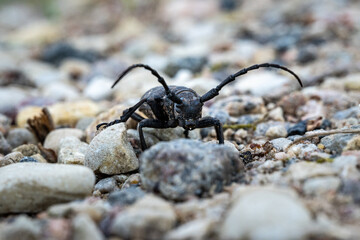 Front View of Cerambyx Cerdo Longhorn Beetle on Rocky Ground – Macro Photo of Endangered Insect...