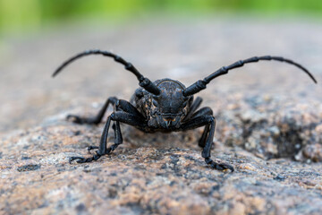 Intense Close-Up Portrait of Cerambyx Cerdo Beetle – Longhorn Insect Staring Directly at Camera on Stone Surface