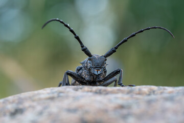 Symmetrical Portrait of Cerambyx Cerdo Longhorn Beetle on Rock – Macro Shot of Endangered Insect...