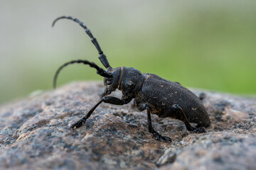 Natural Habitat Close-Up of Black Longhorn Beetle (Cerambyx Cerdo) Crawling Over Rock – Side View...