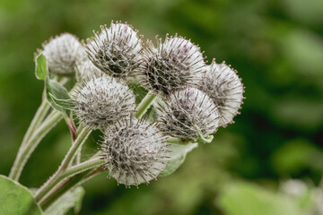Macro Photo of Common Burdock Flower Buds – Spiky Seed Clusters Used in Herbal Medicine and...