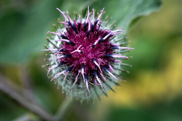Top View of Flowering Burdock Head – Close-Up of Arctium Lappa Bloom with Hooked Bracts and...