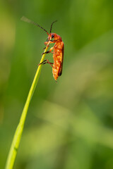 Minimalist Macro of Orange Soldier Beetle on Grass Blade – Soft Green Nature Background with Shallow Depth of Field
